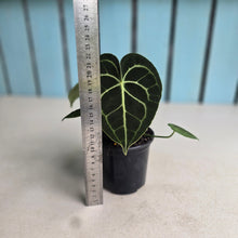Load image into Gallery viewer, #B43 Anthurium Clarinervium