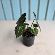 Load image into Gallery viewer, #B43 Anthurium Clarinervium