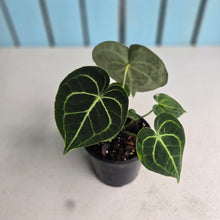 Load image into Gallery viewer, #B43 Anthurium Clarinervium