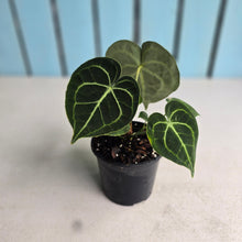 Load image into Gallery viewer, #B43 Anthurium Clarinervium