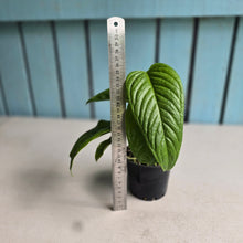 Load image into Gallery viewer, #R168 Two x Headed Anthurium Talamancae