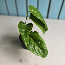 Load image into Gallery viewer, #R168 Two x Headed Anthurium Talamancae