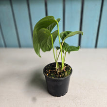Load image into Gallery viewer, #R168 Two x Headed Anthurium Talamancae