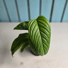 Load image into Gallery viewer, #R168 Two x Headed Anthurium Talamancae