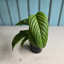 Load image into Gallery viewer, #R168 Two x Headed Anthurium Talamancae