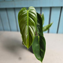 Load image into Gallery viewer, #R224 Philodendron Esmeraldense