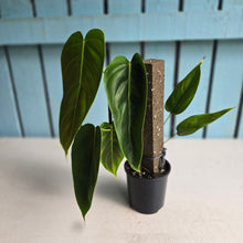 Load image into Gallery viewer, #R224 Philodendron Esmeraldense