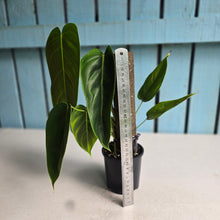 Load image into Gallery viewer, #R224 Philodendron Esmeraldense
