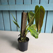 Load image into Gallery viewer, #R224 Philodendron Esmeraldense