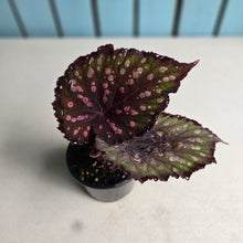 Load image into Gallery viewer, #R52 Begonia Unknown