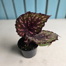 Load image into Gallery viewer, #R52 Begonia Unknown