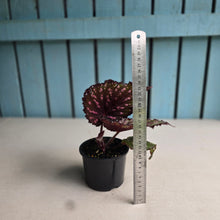 Load image into Gallery viewer, #R52 Begonia Unknown