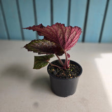 Load image into Gallery viewer, #R52 Begonia Unknown