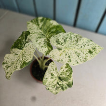 Load image into Gallery viewer, #RD48 Alocasia Odora Batik
