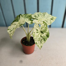 Load image into Gallery viewer, #RD48 Alocasia Odora Batik