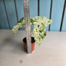 Load image into Gallery viewer, #RD48 Alocasia Odora Batik