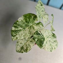Load image into Gallery viewer, #RD48 Alocasia Odora Batik