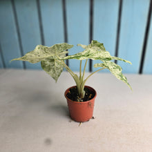 Load image into Gallery viewer, #RD48 Alocasia Odora Batik