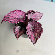 Load image into Gallery viewer, #R245 Begonia Unknown