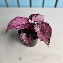 Load image into Gallery viewer, #R245 Begonia Unknown