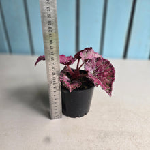 Load image into Gallery viewer, #R245 Begonia Unknown