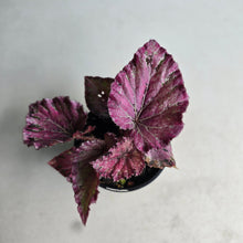 Load image into Gallery viewer, #R245 Begonia Unknown