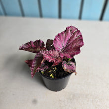 Load image into Gallery viewer, #R245 Begonia Unknown