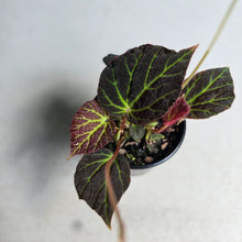 Load image into Gallery viewer, #R9 Begonia Chloroneura