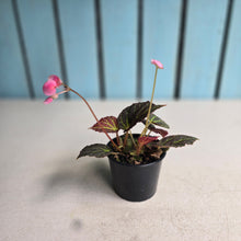 Load image into Gallery viewer, #R9 Begonia Chloroneura
