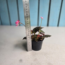 Load image into Gallery viewer, #R9 Begonia Chloroneura
