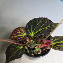 Load image into Gallery viewer, #R9 Begonia Chloroneura