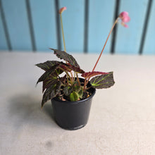 Load image into Gallery viewer, #R9 Begonia Chloroneura