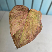 Load image into Gallery viewer, #R89 Caladium - Greg Oldano Hybrid