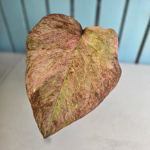 Load image into Gallery viewer, #R89 Caladium - Greg Oldano Hybrid