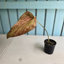 Load image into Gallery viewer, #R89 Caladium - Greg Oldano Hybrid