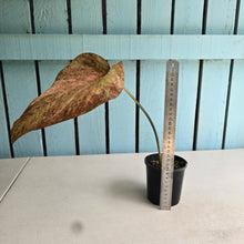 Load image into Gallery viewer, #R89 Caladium - Greg Oldano Hybrid