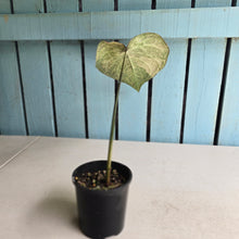 Load image into Gallery viewer, #R89 Caladium - Greg Oldano Hybrid