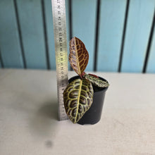 Load image into Gallery viewer, #R45 Labisia Turtle Back
