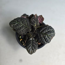 Load image into Gallery viewer, #R28 Episcia