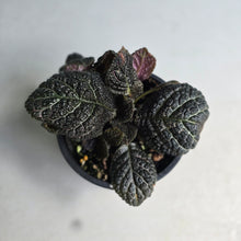 Load image into Gallery viewer, #R28 Episcia