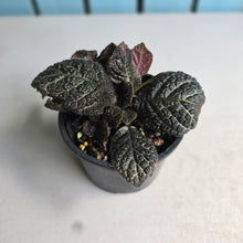 Load image into Gallery viewer, #R28 Episcia