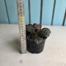 Load image into Gallery viewer, #R28 Episcia