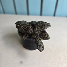 Load image into Gallery viewer, #R28 Episcia