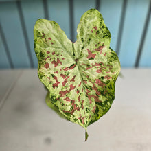Load image into Gallery viewer, #R67 Caladium