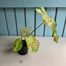 Load image into Gallery viewer, #R67 Caladium