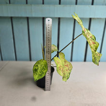 Load image into Gallery viewer, #R67 Caladium