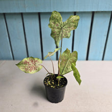 Load image into Gallery viewer, #R67 Caladium