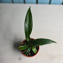 Load image into Gallery viewer, #R57 Two x Anthurium Rupicola Seedlings