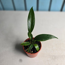 Load image into Gallery viewer, #R57 Two x Anthurium Rupicola Seedlings