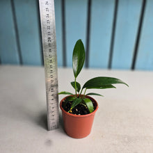 Load image into Gallery viewer, #R57 Two x Anthurium Rupicola Seedlings
